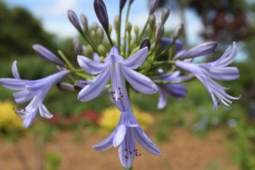 purple  hanging  flower