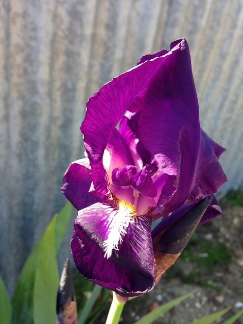 purple  iris  blossom