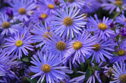 purple  daisy wildflower  nature