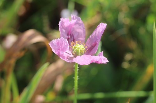 purple  poppy  flower