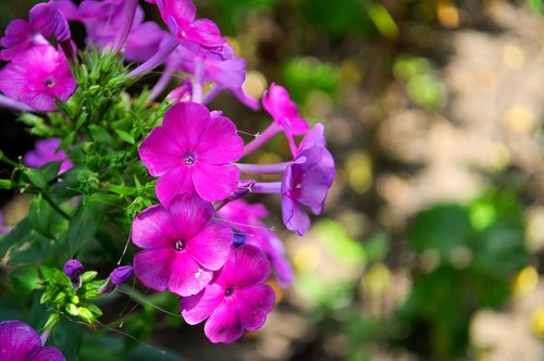 purple  flower  background