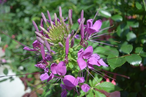 purple  flower  exotic