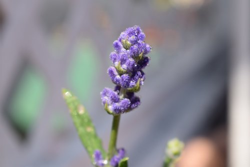 purple  blossom  bloom