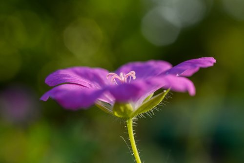 purple  flower  bloom