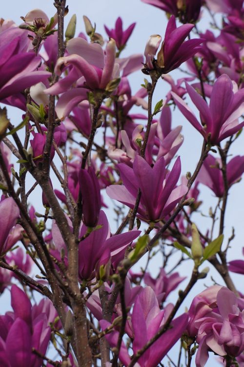 purple flower bush