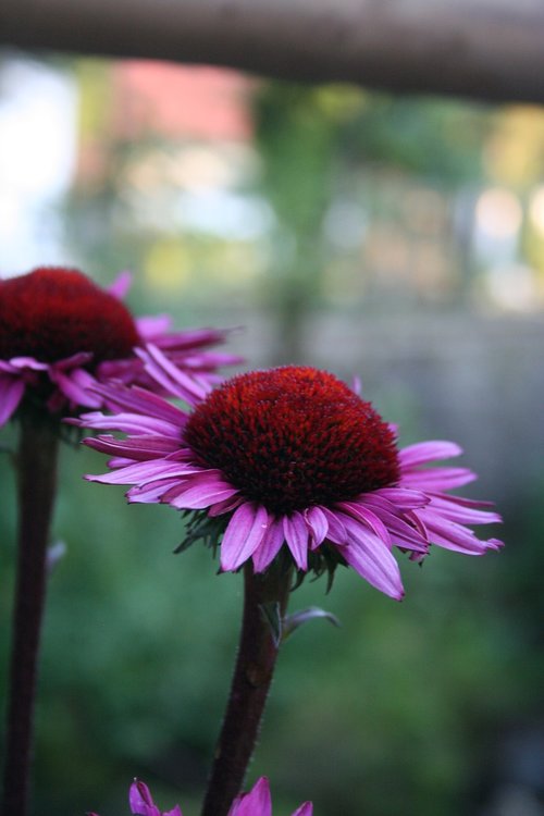 purple  flower  blossom