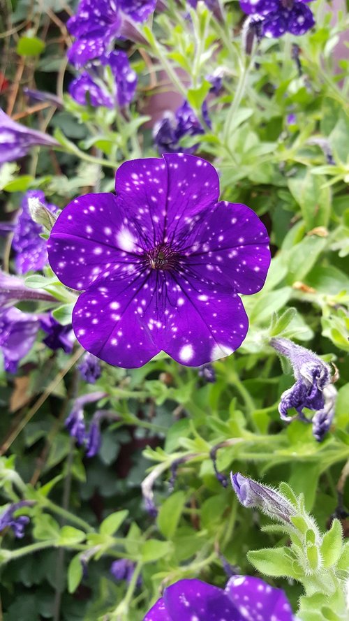 purple  flowers  dot