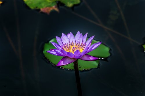 purple  lotus  flower