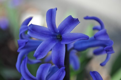 purple  blue  indigo