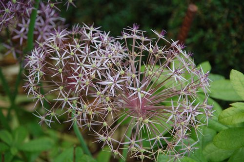 purple  nature  flowers