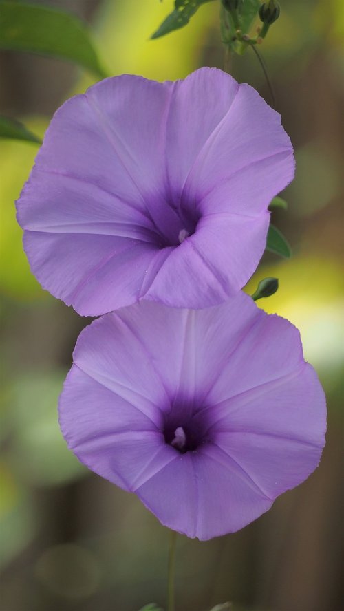 purple  flowering grass  flowers