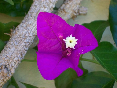 purple  flower  nature