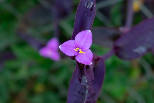purple  flower  nature
