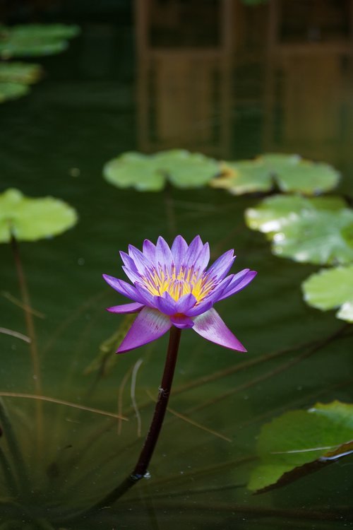 purple  lotus  flower