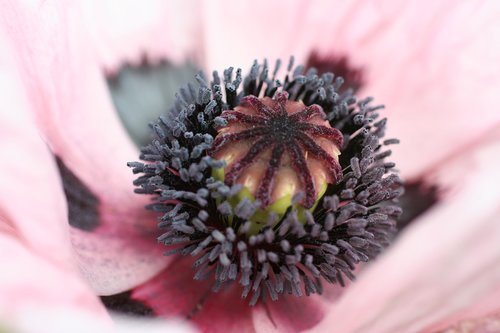 purple  poppy  pollen