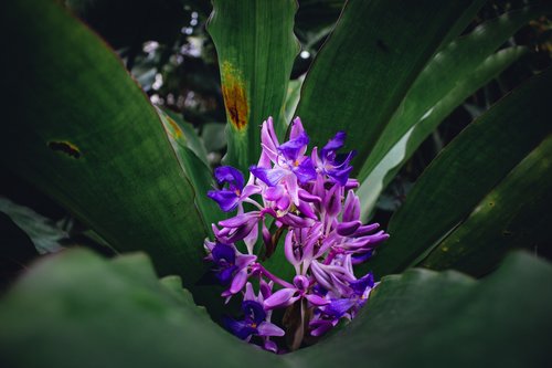 purple  flower  leaves
