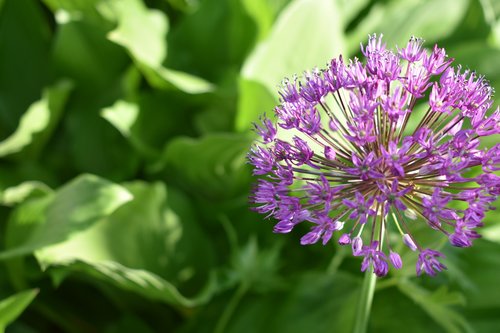 purple  flower  violet