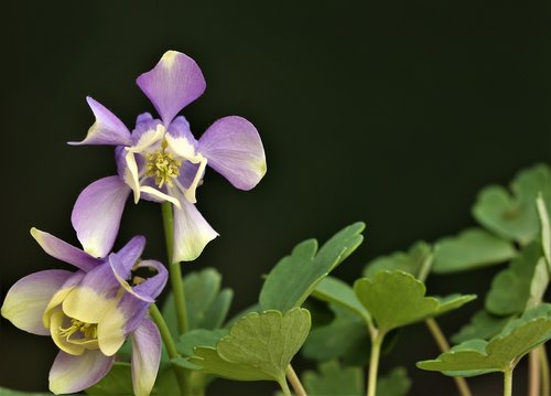 purple  plant  blossom