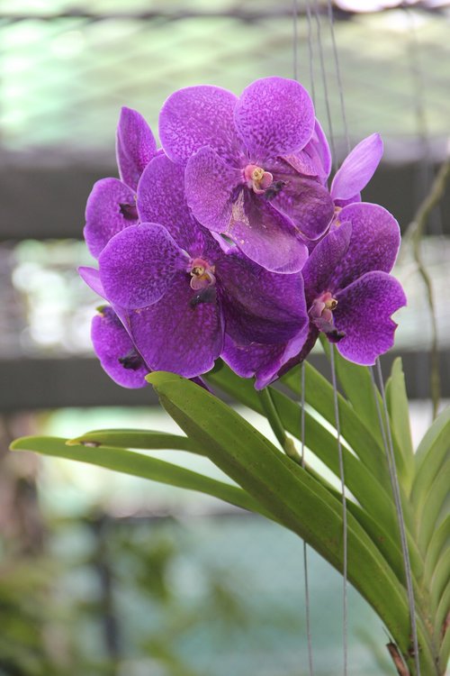 purple  orchid  bloom