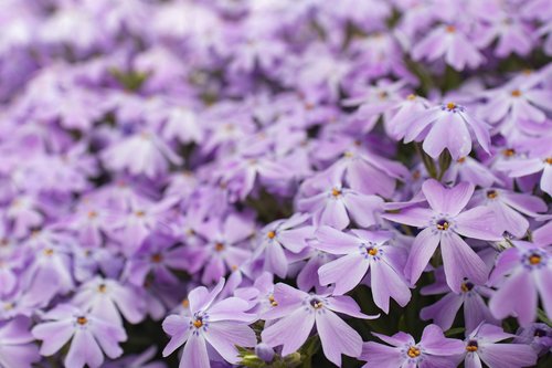 purple  flower  bloom