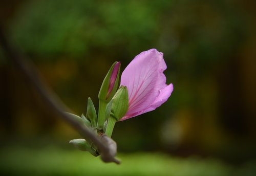 purple  gentle  flowers