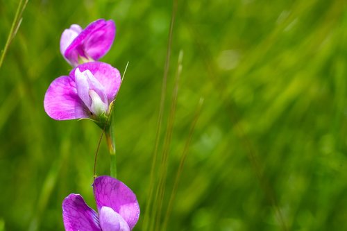 purple  flower  nature