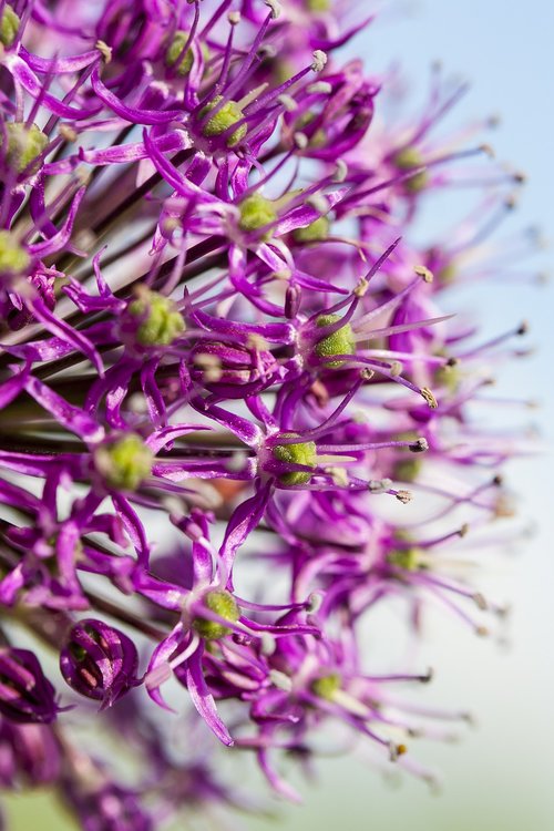 purple  bear's garlic  flower