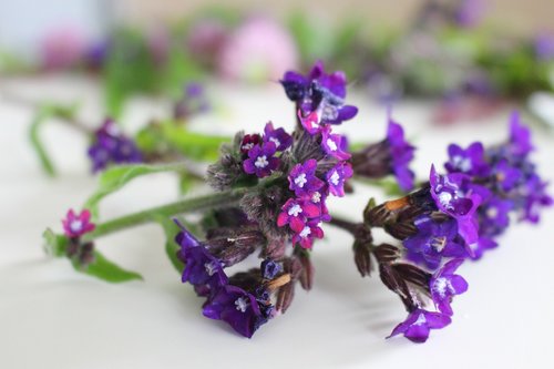 purple  nature  blossom