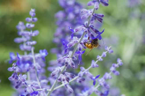 purple  bloom  nature