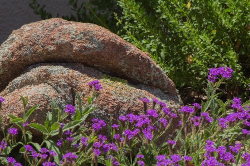 purple  wild flowers  nature