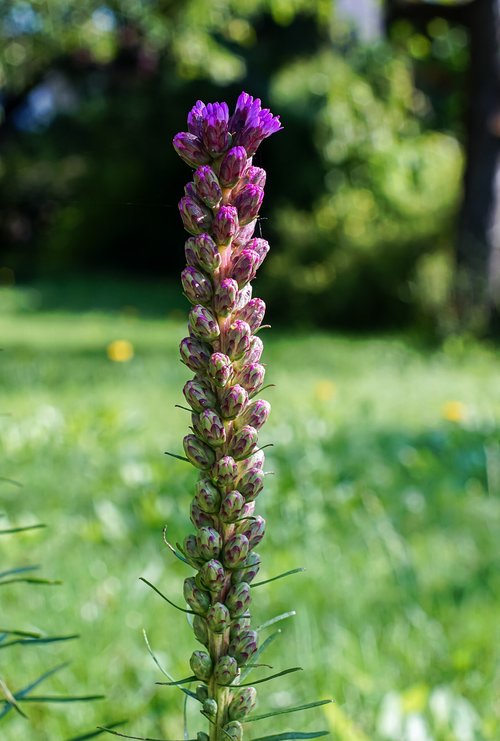 purple  flower  blossom