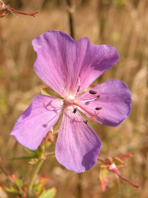 purple flower flowering