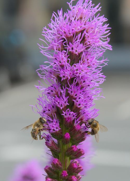 purple flowers insect