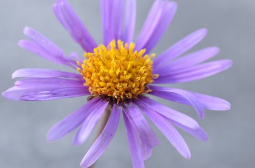 purple blossom bloom