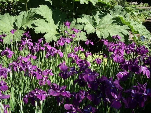 purple flowers iris