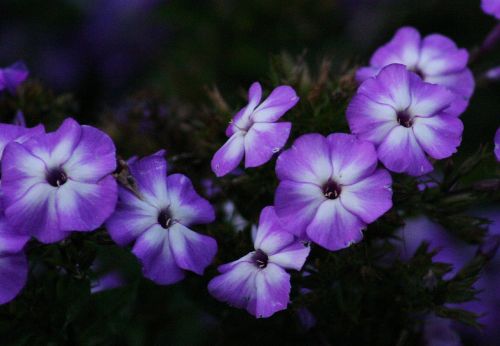 purple flowers floral