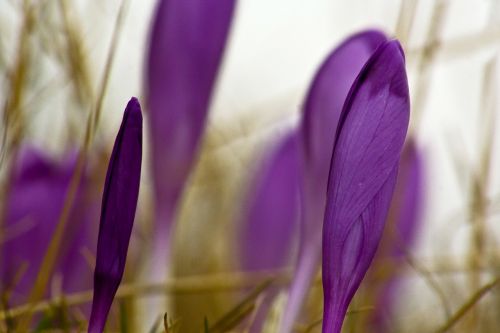 purple flower crocus heuffelianus