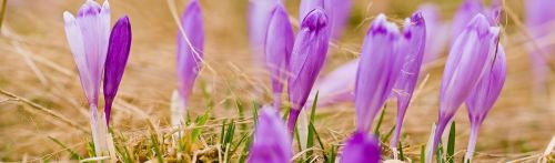 purple flower crocus heuffelianus