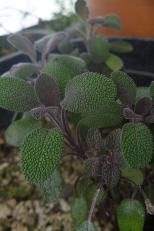 purple sage plant