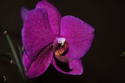 purple flower plant