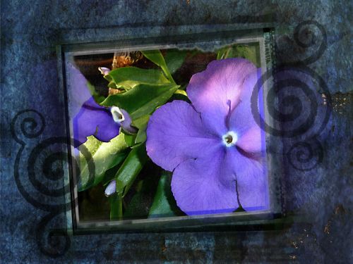purple flowers framed