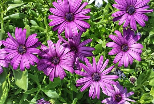 purple nature flower