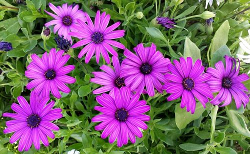 purple nature flower
