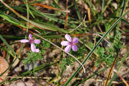 purple violet flowers