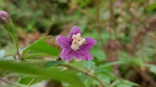 purple little flower fresh