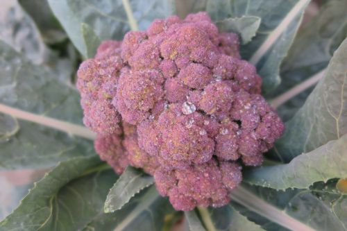 purple broccoli small fresh