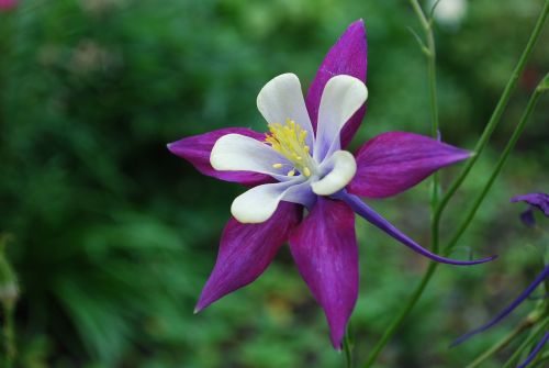 purple blossom flower