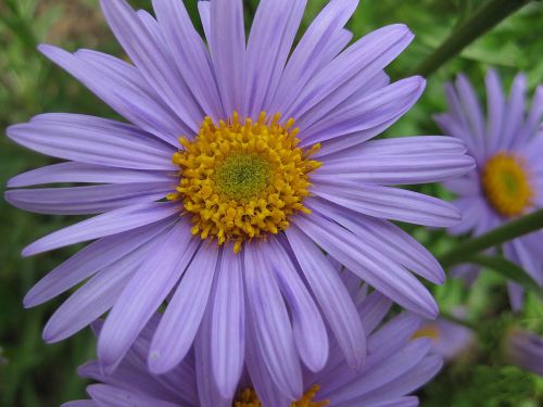 purple flower blossom