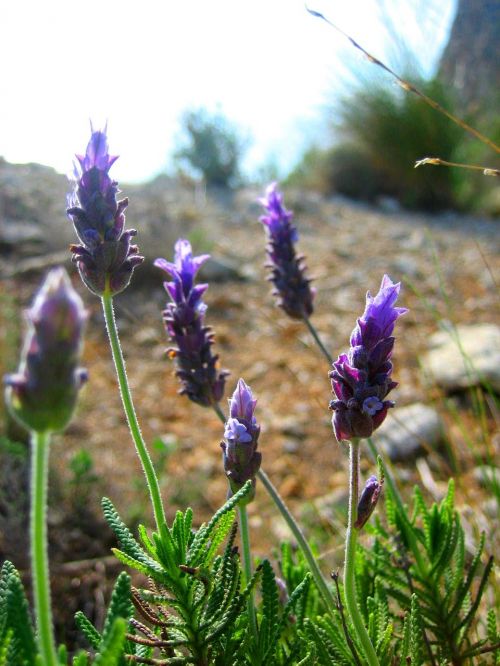 purple flowers flower