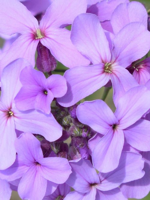 purple flower nature